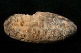 Agatized Fossil Pine (Seed) Cone From Morocco #17453-1